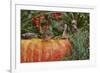 Eastern American Chipmunk on Pumpkin-Gary Carter-Framed Photographic Print