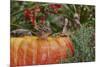 Eastern American Chipmunk on Pumpkin-Gary Carter-Mounted Photographic Print