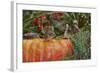 Eastern American Chipmunk on Pumpkin-Gary Carter-Framed Photographic Print