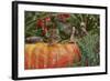 Eastern American Chipmunk on Pumpkin-Gary Carter-Framed Photographic Print