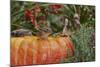 Eastern American Chipmunk on Pumpkin-Gary Carter-Mounted Photographic Print