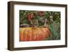 Eastern American Chipmunk on Pumpkin-Gary Carter-Framed Photographic Print