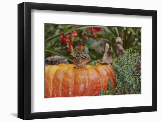 Eastern American Chipmunk on Pumpkin-Gary Carter-Framed Photographic Print