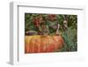 Eastern American Chipmunk on Pumpkin-Gary Carter-Framed Photographic Print