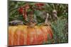 Eastern American Chipmunk on Pumpkin-Gary Carter-Mounted Photographic Print