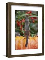 Eastern American Chipmunk on Pumpkin-Gary Carter-Framed Photographic Print