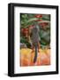 Eastern American Chipmunk on Pumpkin-Gary Carter-Framed Photographic Print