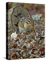 Eastern American Chipmunk-Gary Carter-Stretched Canvas