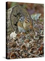 Eastern American Chipmunk-Gary Carter-Stretched Canvas