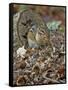 Eastern American Chipmunk-Gary Carter-Framed Stretched Canvas