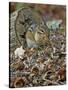 Eastern American Chipmunk-Gary Carter-Stretched Canvas