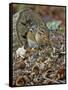 Eastern American Chipmunk-Gary Carter-Framed Stretched Canvas