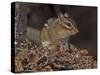 Eastern American Chipmunk-Gary Carter-Stretched Canvas