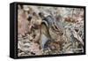 Eastern American Chipmunk-Gary Carter-Framed Stretched Canvas