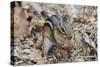 Eastern American Chipmunk-Gary Carter-Stretched Canvas