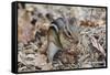 Eastern American Chipmunk-Gary Carter-Framed Stretched Canvas