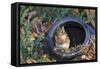 Eastern American Chipmunk-Gary Carter-Framed Stretched Canvas