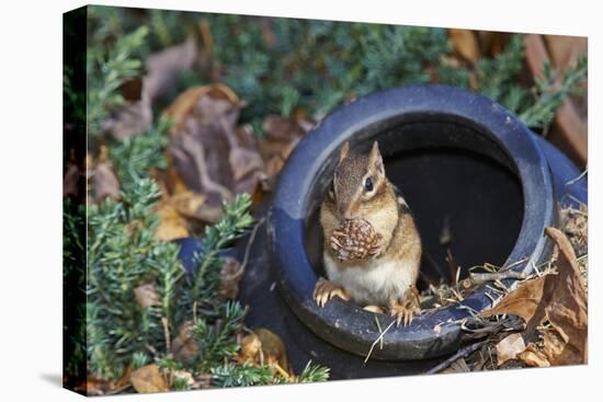 Eastern American Chipmunk-Gary Carter-Stretched Canvas