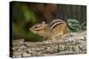 Eastern American Chipmunk-Gary Carter-Stretched Canvas