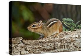 Eastern American Chipmunk-Gary Carter-Stretched Canvas