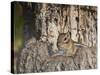 Eastern American Chipmunk-Gary Carter-Stretched Canvas