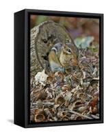 Eastern American Chipmunk-Gary Carter-Framed Stretched Canvas