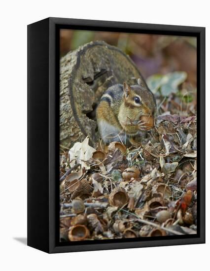 Eastern American Chipmunk-Gary Carter-Framed Stretched Canvas