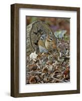 Eastern American Chipmunk-Gary Carter-Framed Photographic Print