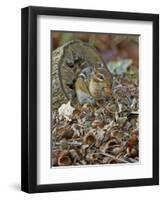 Eastern American Chipmunk-Gary Carter-Framed Photographic Print