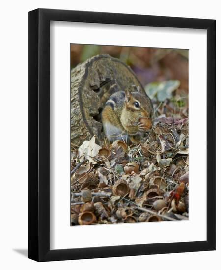 Eastern American Chipmunk-Gary Carter-Framed Photographic Print