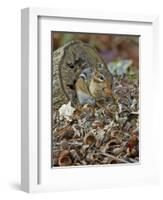 Eastern American Chipmunk-Gary Carter-Framed Photographic Print