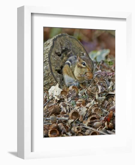 Eastern American Chipmunk-Gary Carter-Framed Photographic Print