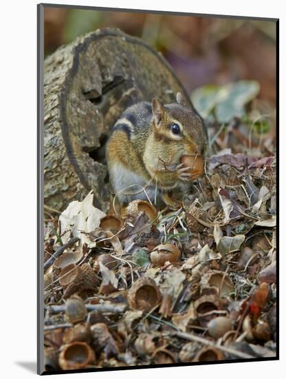 Eastern American Chipmunk-Gary Carter-Mounted Photographic Print