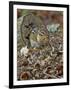 Eastern American Chipmunk-Gary Carter-Framed Photographic Print