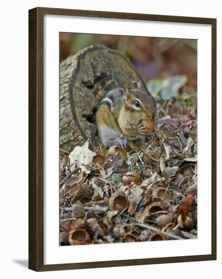 Eastern American Chipmunk-Gary Carter-Framed Photographic Print