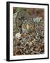 Eastern American Chipmunk-Gary Carter-Framed Photographic Print