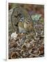 Eastern American Chipmunk-Gary Carter-Framed Photographic Print