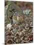 Eastern American Chipmunk-Gary Carter-Mounted Photographic Print