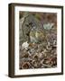 Eastern American Chipmunk-Gary Carter-Framed Photographic Print