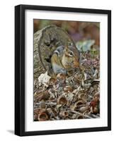 Eastern American Chipmunk-Gary Carter-Framed Photographic Print