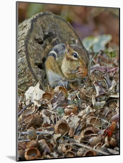 Eastern American Chipmunk-Gary Carter-Mounted Photographic Print