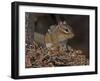 Eastern American Chipmunk-Gary Carter-Framed Photographic Print