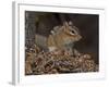 Eastern American Chipmunk-Gary Carter-Framed Photographic Print