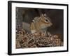 Eastern American Chipmunk-Gary Carter-Framed Photographic Print