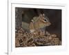 Eastern American Chipmunk-Gary Carter-Framed Photographic Print