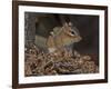 Eastern American Chipmunk-Gary Carter-Framed Photographic Print