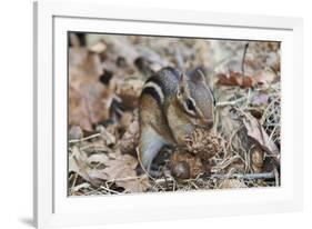 Eastern American Chipmunk-Gary Carter-Framed Photographic Print