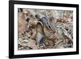 Eastern American Chipmunk-Gary Carter-Framed Photographic Print