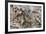 Eastern American Chipmunk-Gary Carter-Framed Photographic Print