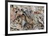 Eastern American Chipmunk-Gary Carter-Framed Photographic Print